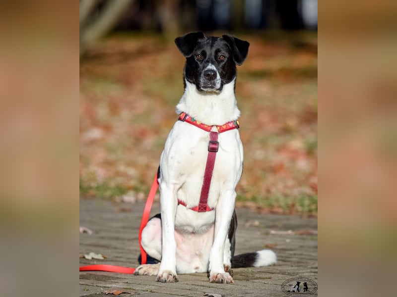 Charakterstarke Hündin Dakota ❤️ sucht Menschen mit Herz und Verstand