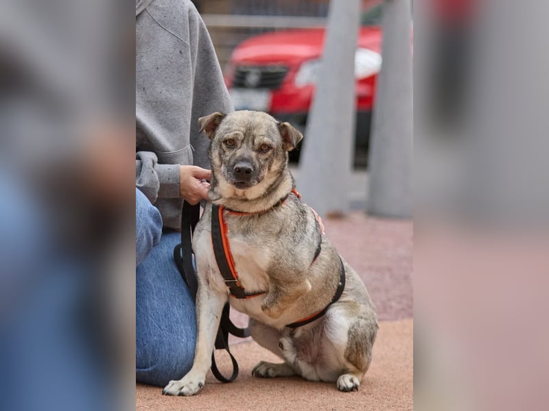 Drive ❤️ ein Kämpfer mit großem Herzen sucht seine Menschen