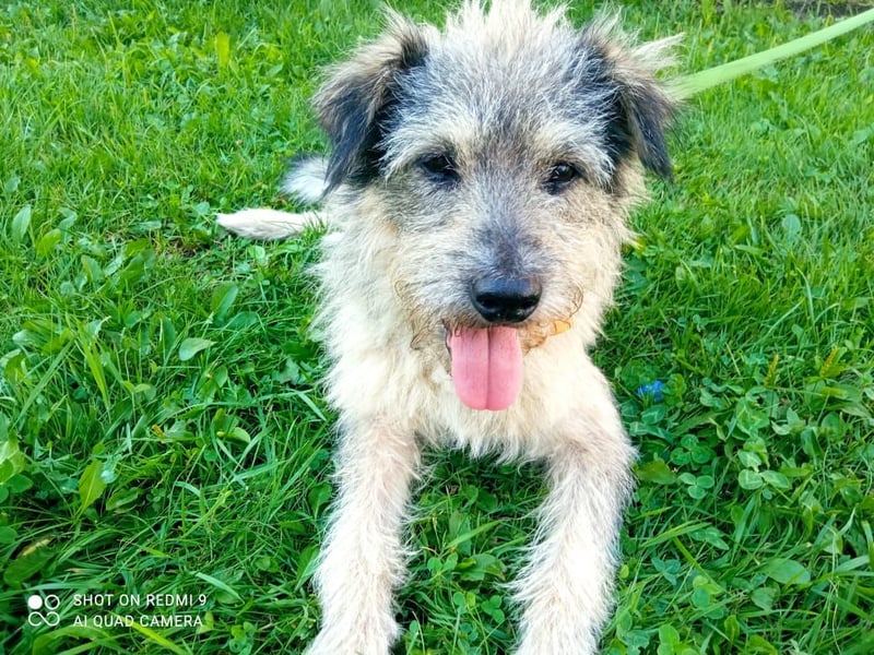 Tobi ❤️ein lieber Schatz sucht Geborgenheit