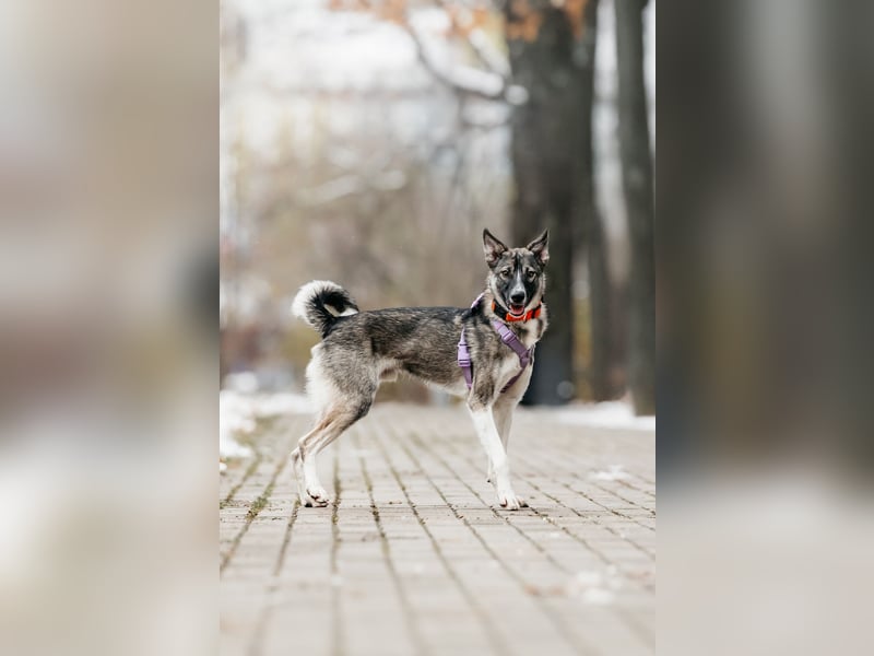 Pösa ❤️Aktiver und verschmuster Begleiter sucht sein Zuhause