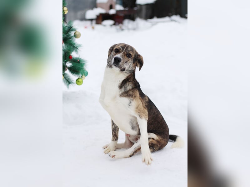 Verspielter Mitya ❤️ wünscht sich liebevolle Menschen