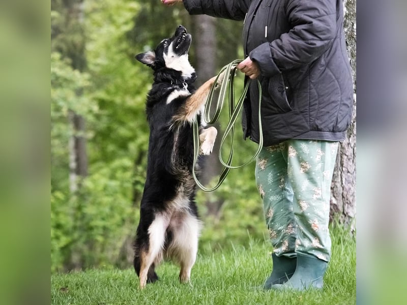 Zarte Tierschutzhündin Julia❤️  in 01145 Radebeul sucht Pflege- oder Endstelle