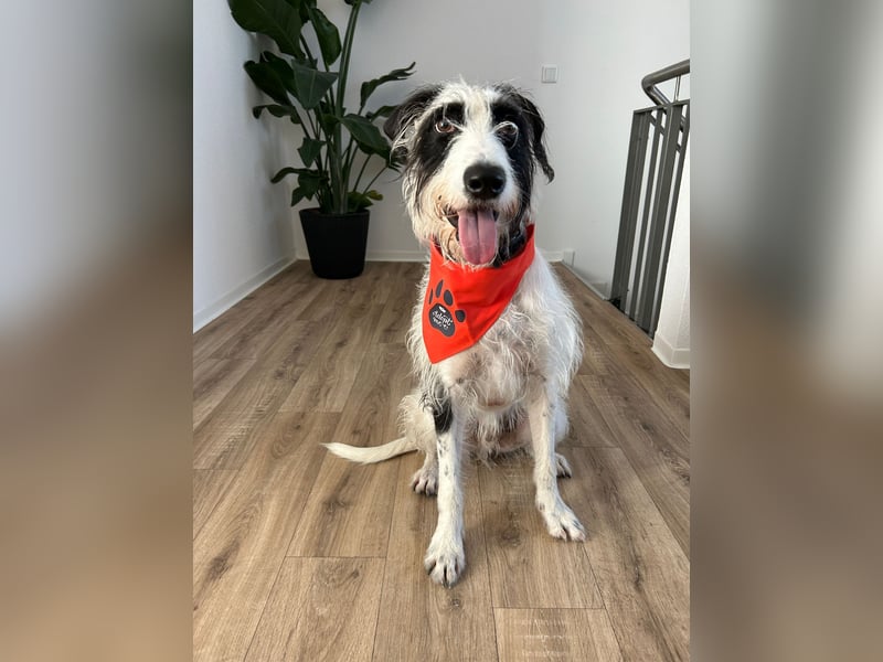 Herzenshund Piet ❤️ wartet auf sein Perfect Match