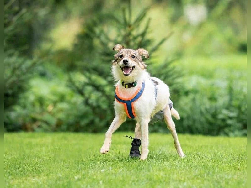 Belka ❤️ kleiner Sonnenschein sucht Zuhause