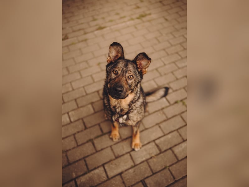 Menschenbezogene ❤️ Kora sucht ein liebevolles Zuhause