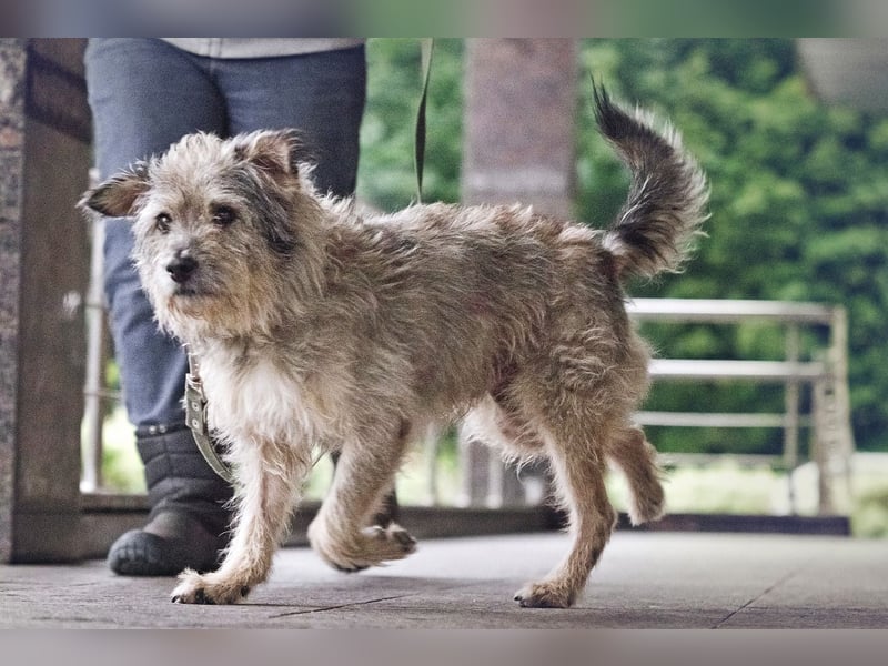 Tobi ❤️ ein lieber Schatz sucht Geborgenheit