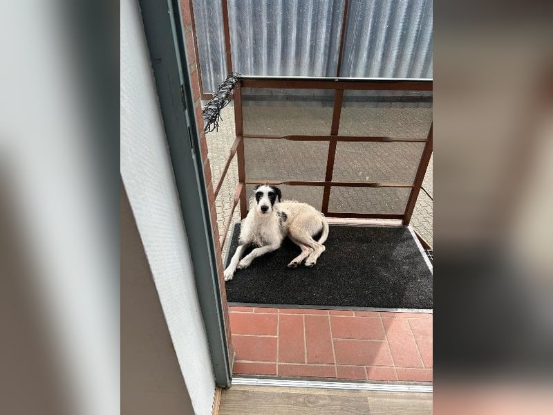 Herzenshund Piet ❤️ wartet auf sein Perfect Match