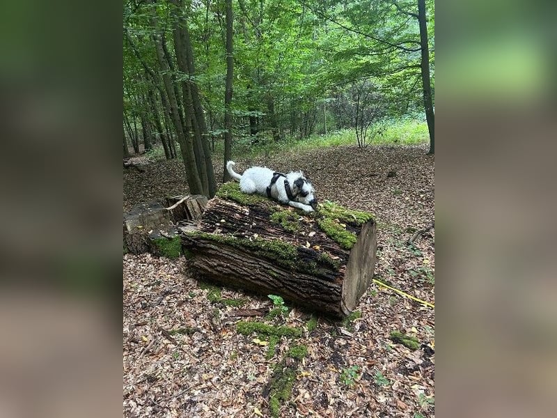 Herzenshund Piet ❤️ wartet auf sein Perfect Match
