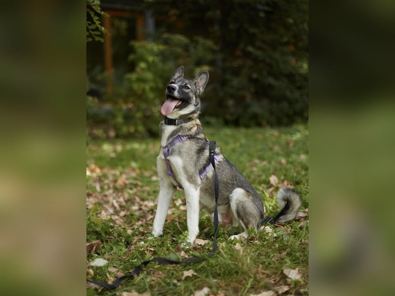 Pösa ❤️Aktiver und verschmuster Begleiter sucht sein Zuhause