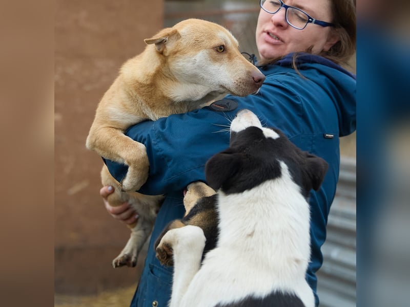 Fabelhafter Simba❤️sucht seine Menschen