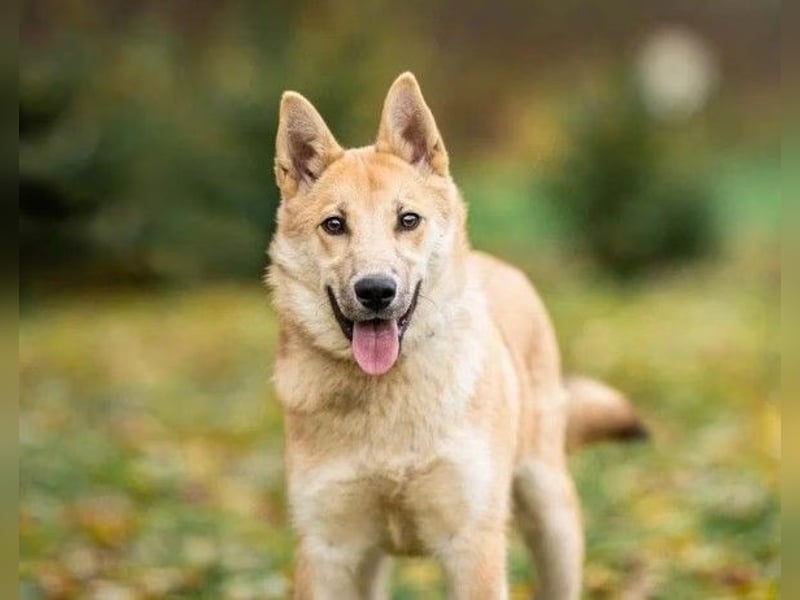Liebevolle Foxy wartet auf ihren Neuanfang