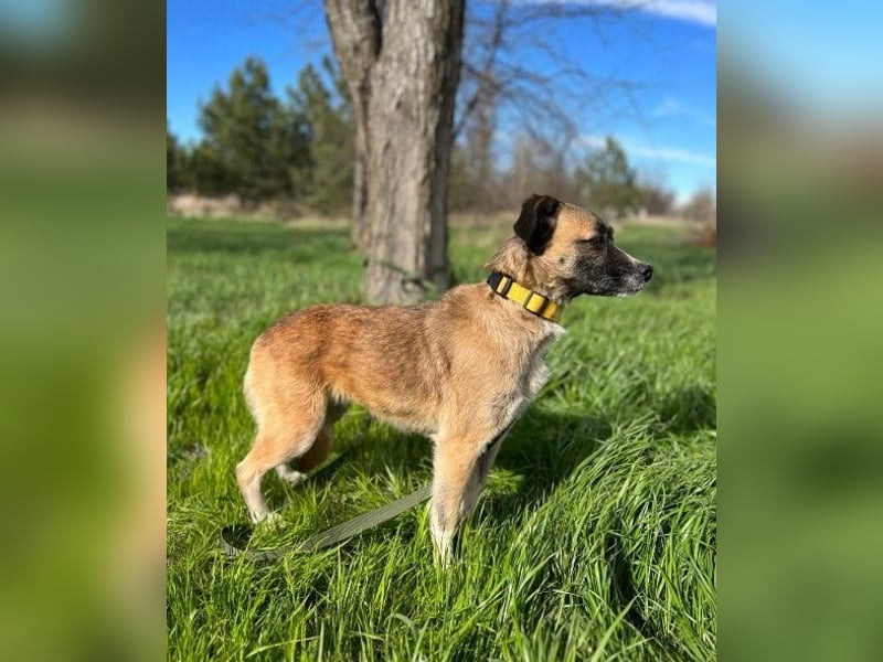 Freundliche neugierige Tierschutzhündin Gina ❤️ sucht Menschen fürs Leben