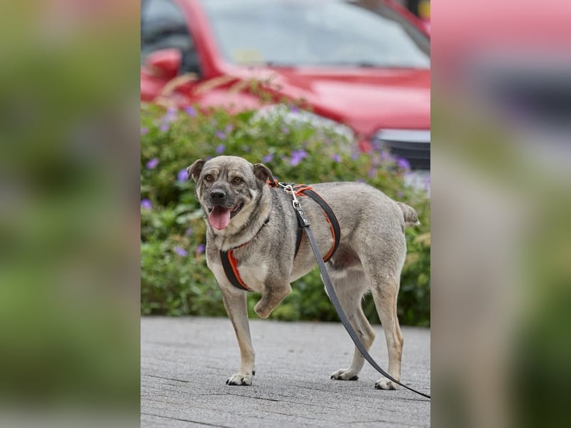 Drive ❤️ ein Kämpfer mit großem Herzen sucht seine Menschen