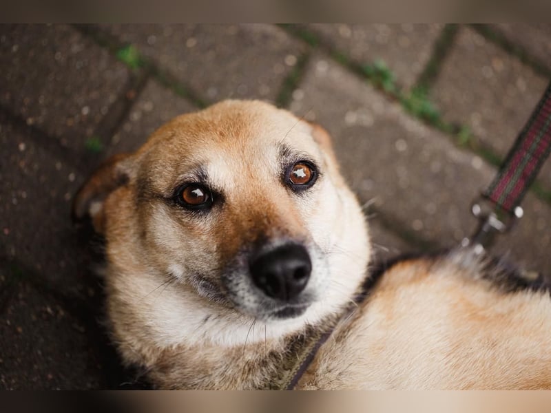Sehr menschenbezogene Hündin Kuba ❤️ aus dem Tierschutz
