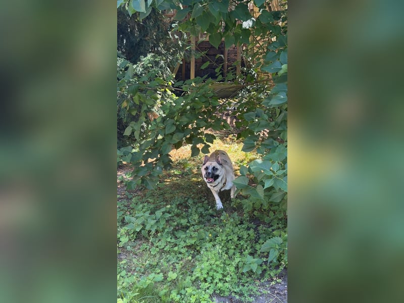 Anouka ❤️ kleines Hundemädchen mit großem Herzen sucht ihre Menschen