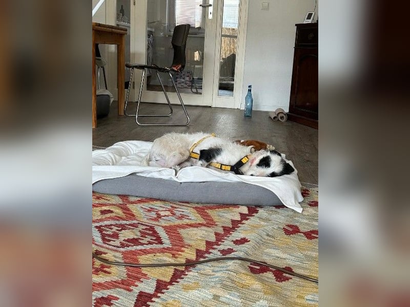 Herzenshund Piet ❤️ wartet auf sein Perfect Match