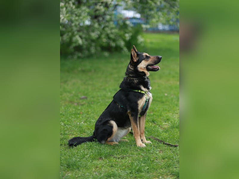 Junge freundliche Hündin Lora ❤️ sucht Familie oder Pflegestelle