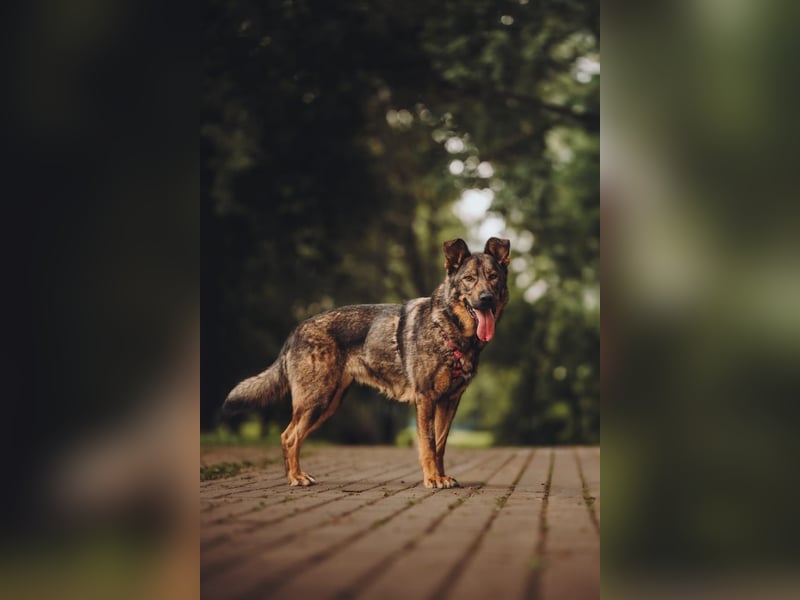 Menschenbezogene ❤️ Kora sucht ein liebevolles Zuhause