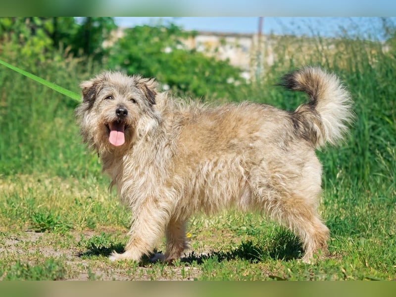 Tobi ❤️ ein lieber Schatz sucht Geborgenheit