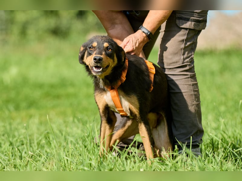 Vesna ❤️ Verschmuste junge Hündin sucht ein liebevolles Zuhause