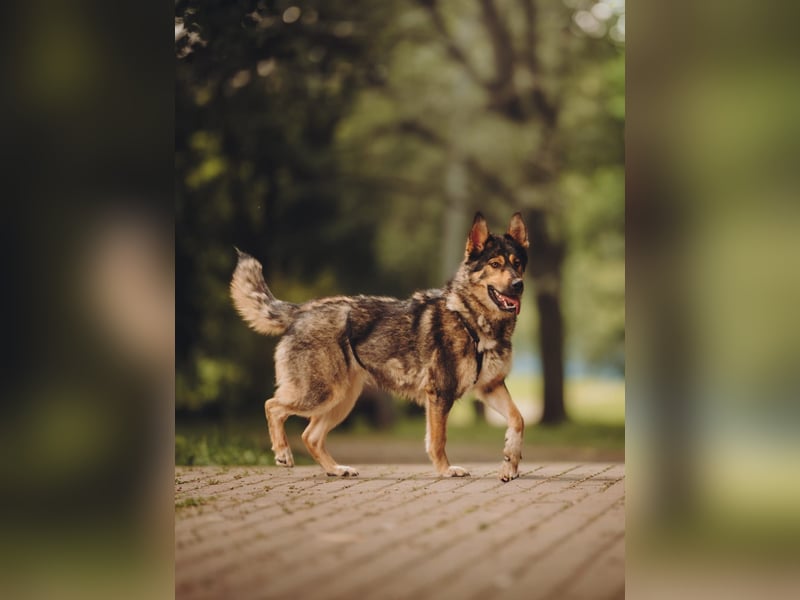 Freundliche und fröhliche Dana ❤️ sucht ihre Familie