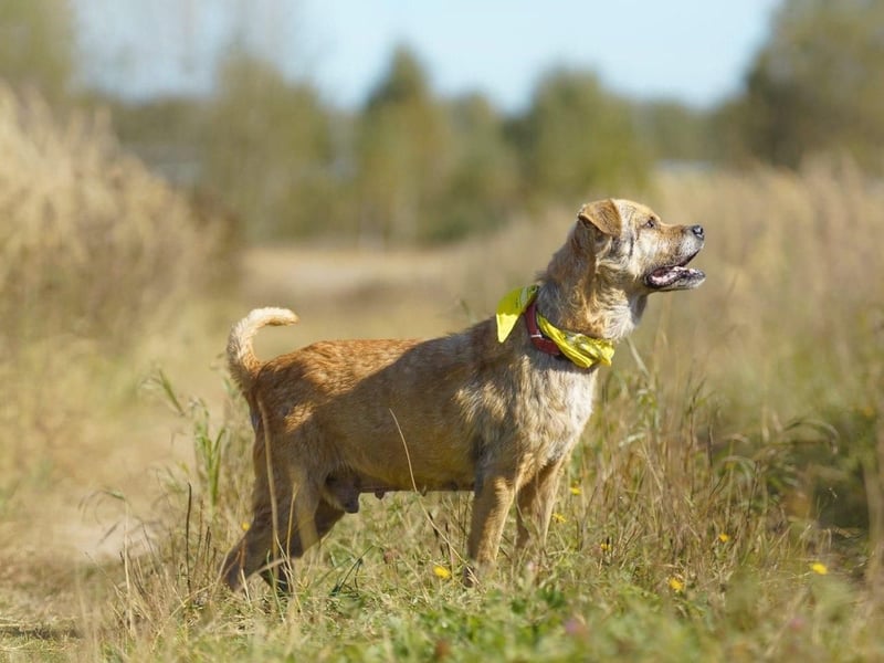 Jack ❤️ sucht sein Für-Immer-Zuhause