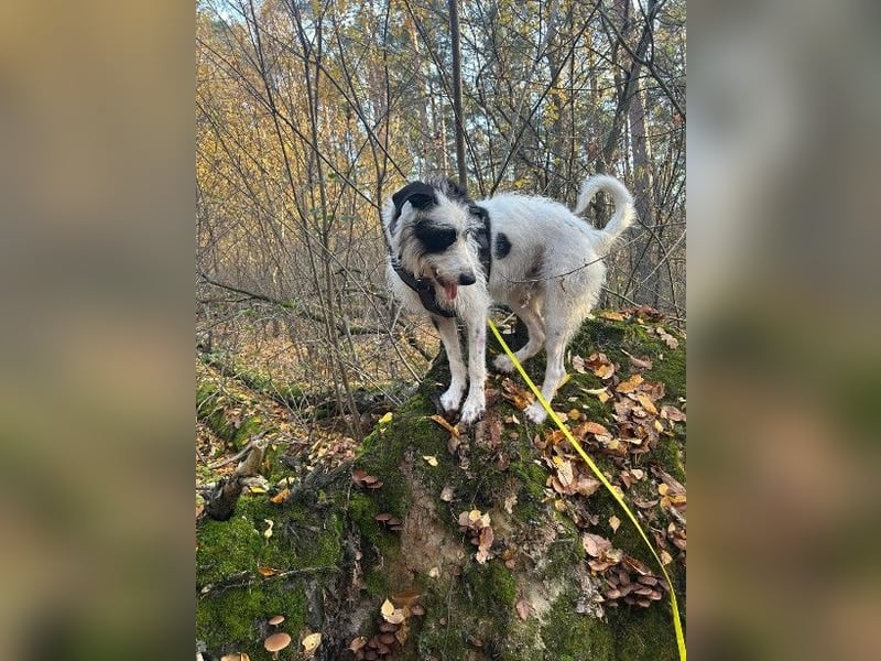 Herzenshund Piet ❤️ wartet auf sein Perfect Match