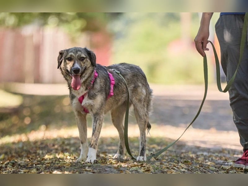 Verspielte und aufgeschlossene Dusja ❤️ sucht ein liebevolles Zuhause