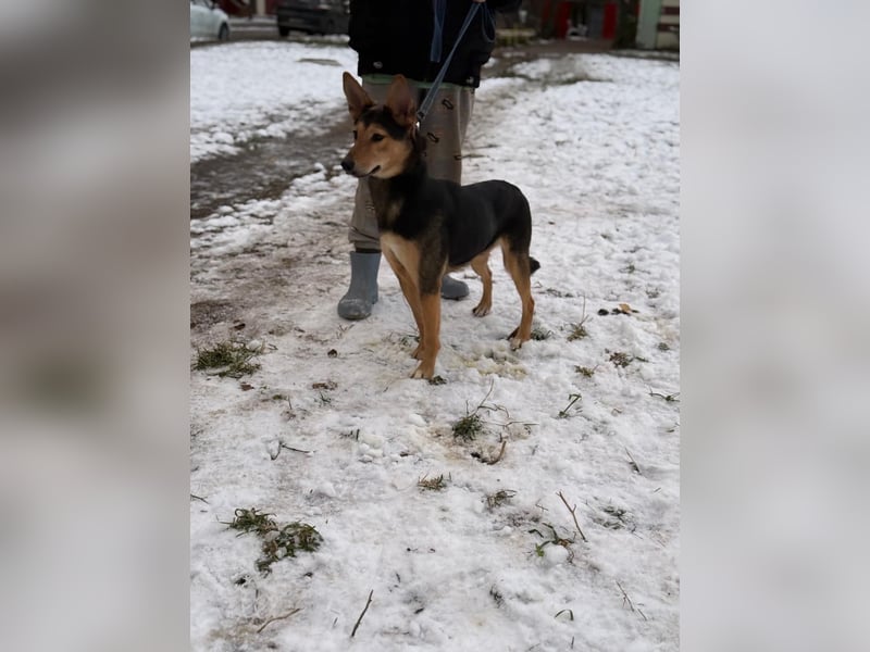 Kerry ❤️ aus dem Tierschutz sucht ihr Glück