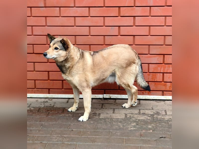 Verschmuste, zutrauliche Lissy❤️sucht ihre Lieblingsmenschen