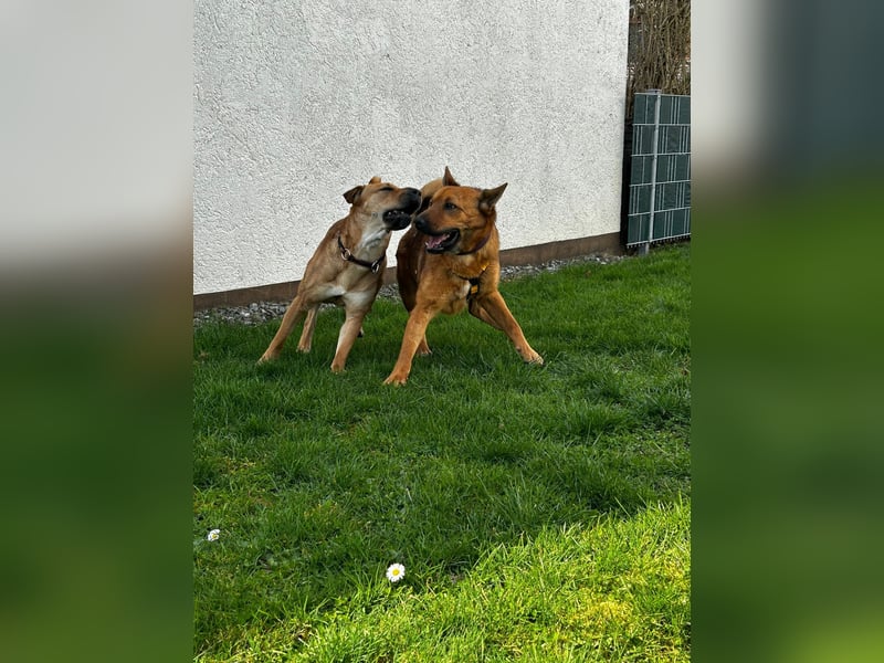 Maxi ❤️ Vom Tierheim ins Leben
