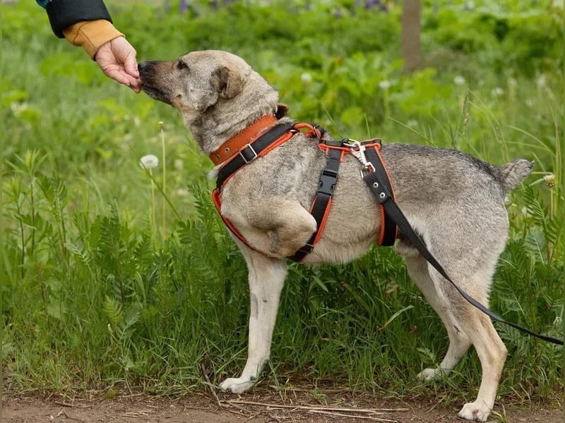 Drive ❤️ ein Kämpfer mit großem Herzen sucht seine Menschen