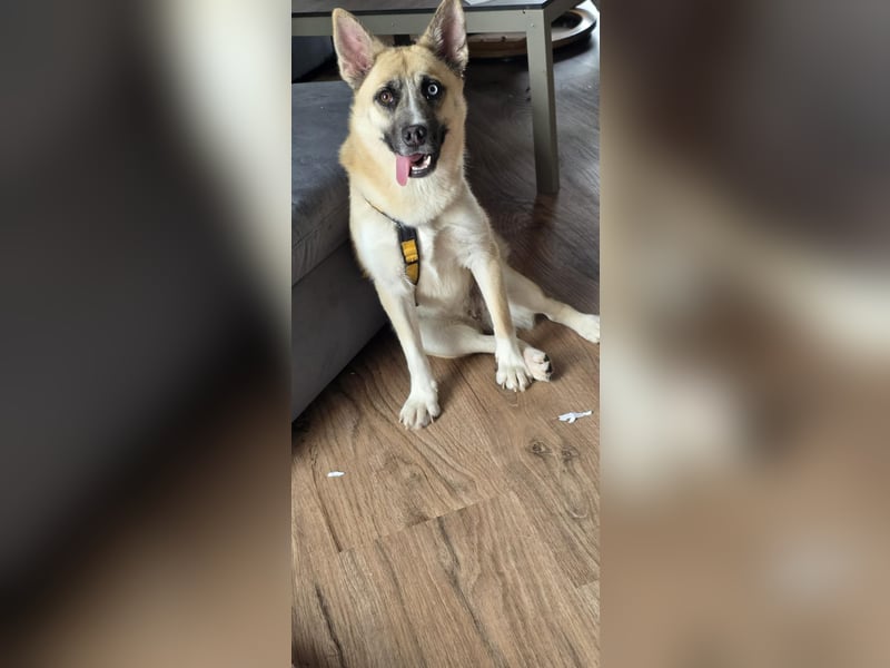 Anouka ❤️ kleines Hundemädchen mit großem Herzen sucht ihre Menschen