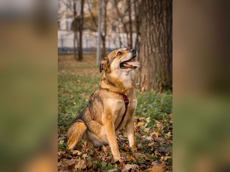Sensibler Schatz Fanny ❤️sucht verständnisvolles Zuhause