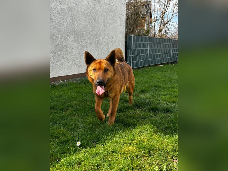 Maxi ❤️ Vom Tierheim ins Leben