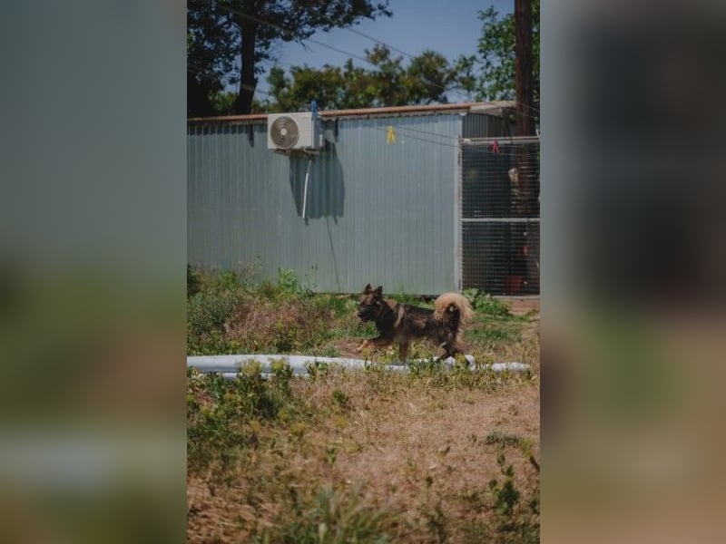 Druzhok ❤️ Kämpferherz sucht sein Zuhause