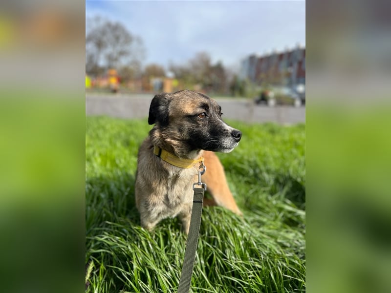 Gina ❤️Liebenswerte Hündin sucht ihr Für-immer-Zuhause