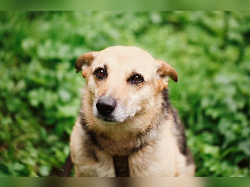Sehr menschenbezogene Hündin Kuba ❤️ aus dem Tierschutz