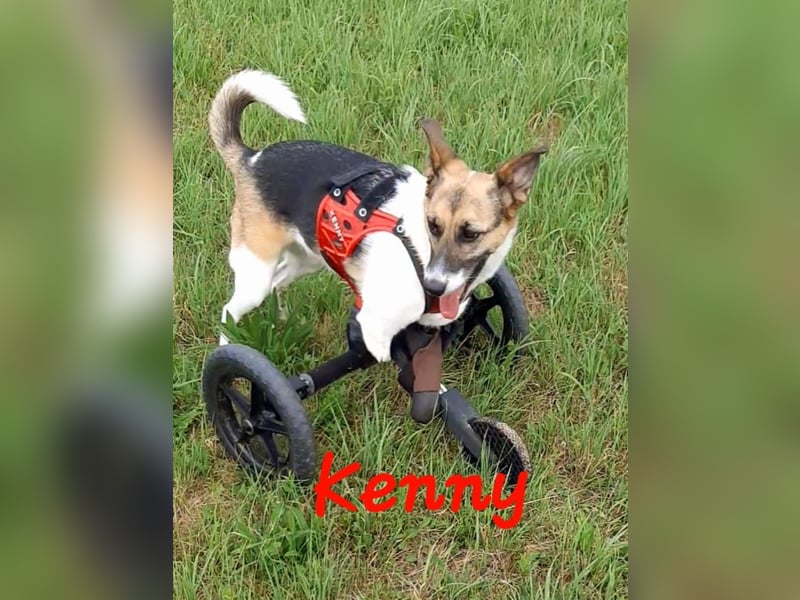 Kenny ❤️ sanfte Handicap-Hündin sucht ein kuscheliges Körbchen