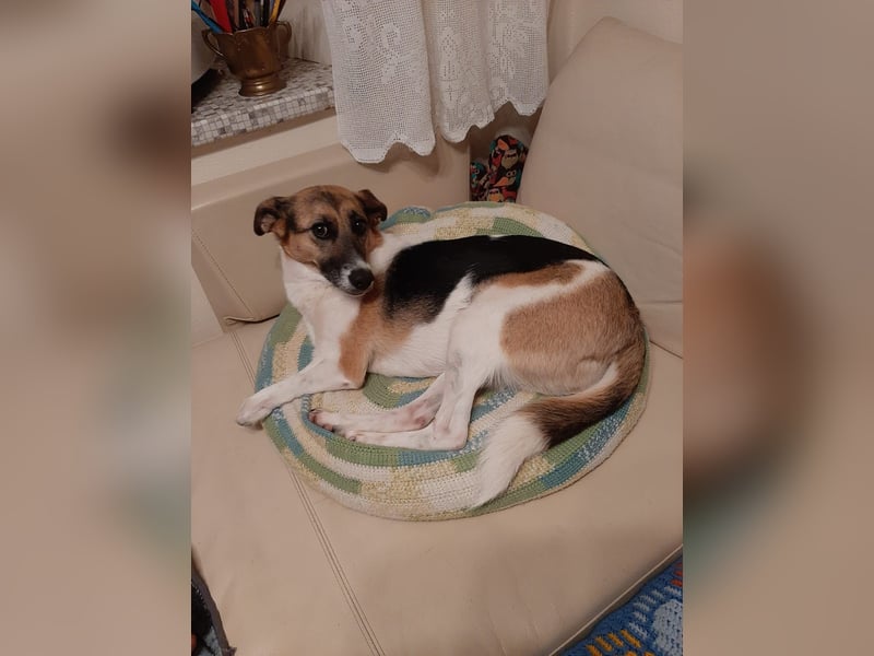 Kenny ❤️ sanfte Handicap-Hündin sucht ein kuscheliges Körbchen