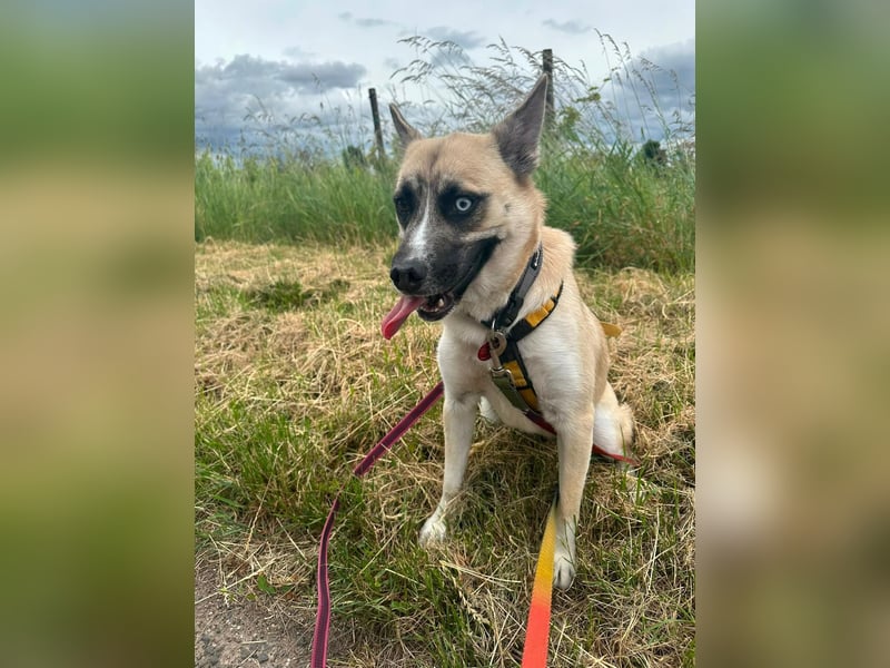 Anouka ❤️ kleines Hundemädchen mit großem Herzen sucht ihre Menschen