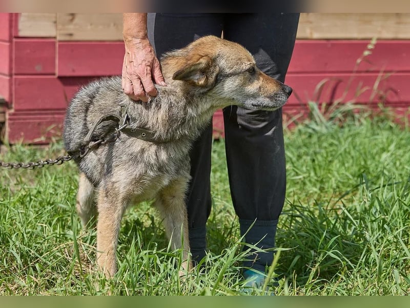 Verschmuster Nestor ❤️ in 86492 Egling sucht Menschen mit Herz