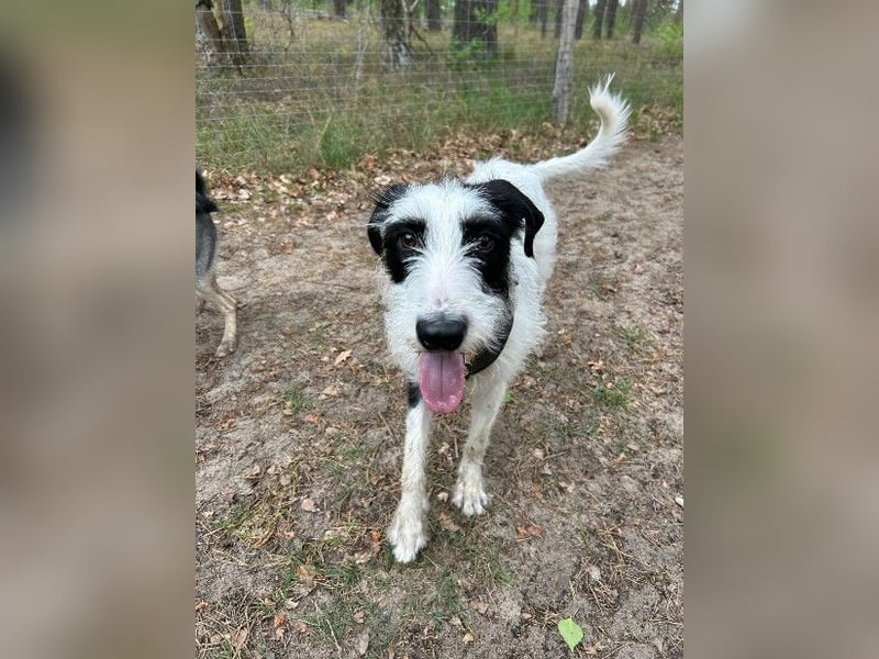 Herzenshund Piet ❤️ wartet auf sein Perfect Match
