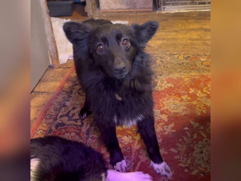 Kleine Tierschutzhündin Asnushka ❤️ sucht liebevolles Zuhause als Zweithund