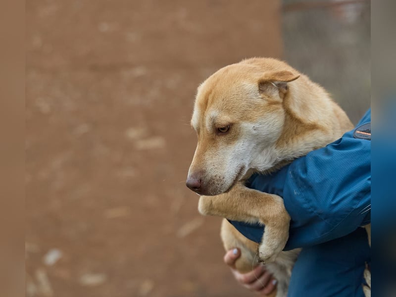 Fabelhafter Simba❤️sucht seine Menschen