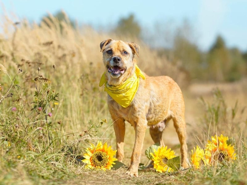 Jack ❤️ sucht sein Für-Immer-Zuhause