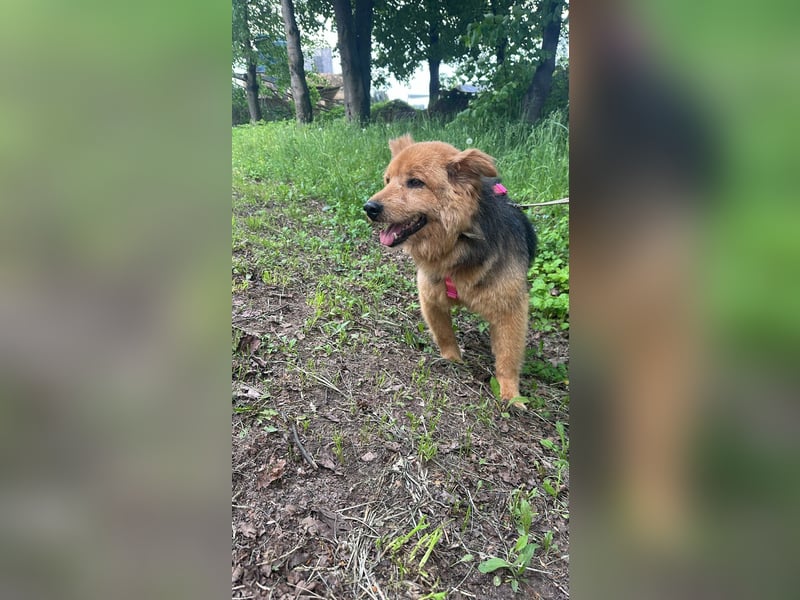 Liebenswerter Pushok ❤️ aus dem Tierschutz sucht sein Glück