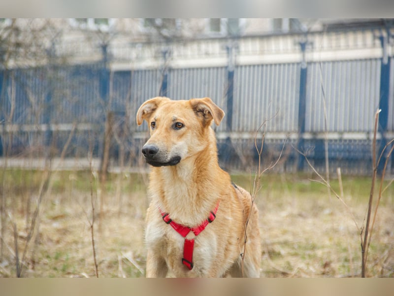 Lernwilliger junger Rüde Fox ❤️ aus dem Tierschutz sucht seine Familie