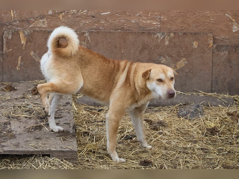 Fabelhafter Simba❤️sucht seine Menschen