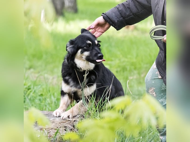 Zarte Tierschutzhündin Julia❤️  in 01145 Radebeul sucht Pflege- oder Endstelle